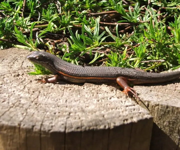 Red sided Skink. Photo taken in Cape Town garden.