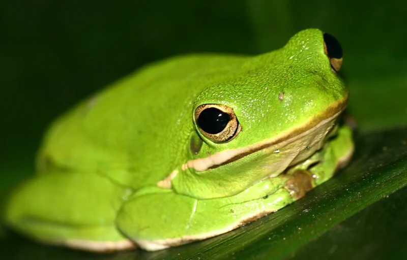 American green tree frog