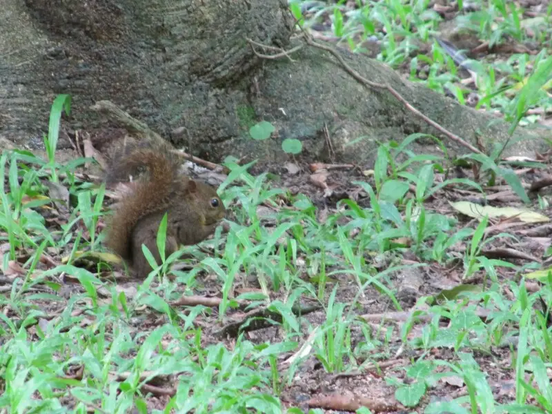 Brazilian squirrel (Sciurus aestuans) on the ground next to his tree. Spotted in Brazil.