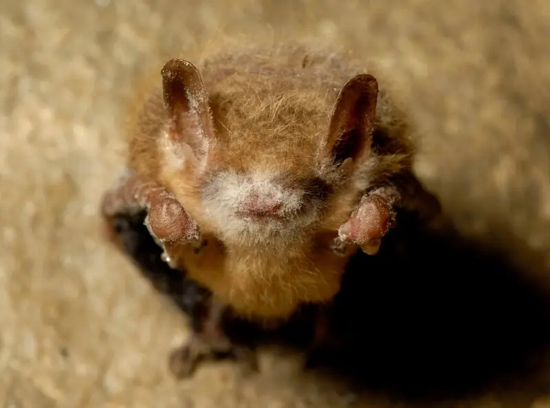 Tricolored bat Facts, Diet, Habitat & Pictures on Animalia.bio