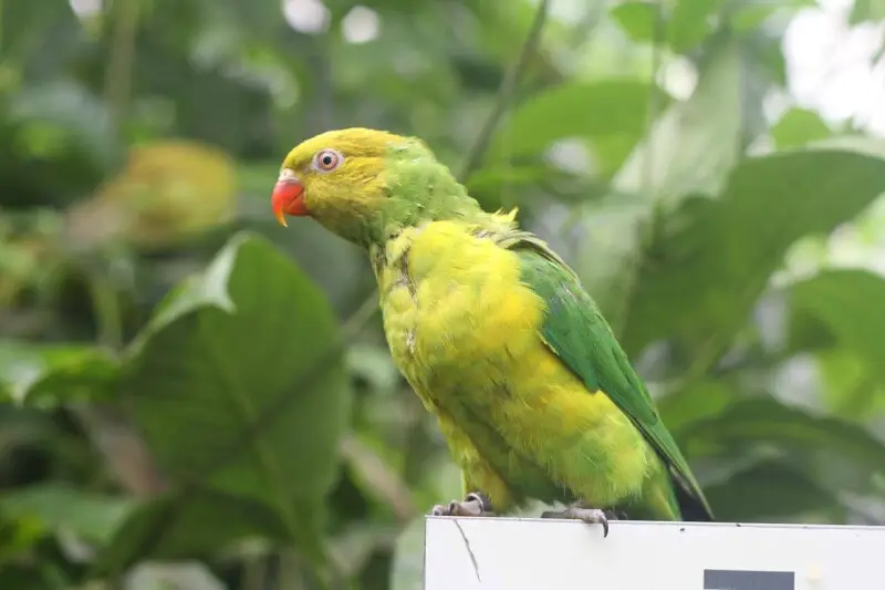 Olive-headed Lorikeet - Facts, Diet, Habitat & Pictures On Animalia.bio