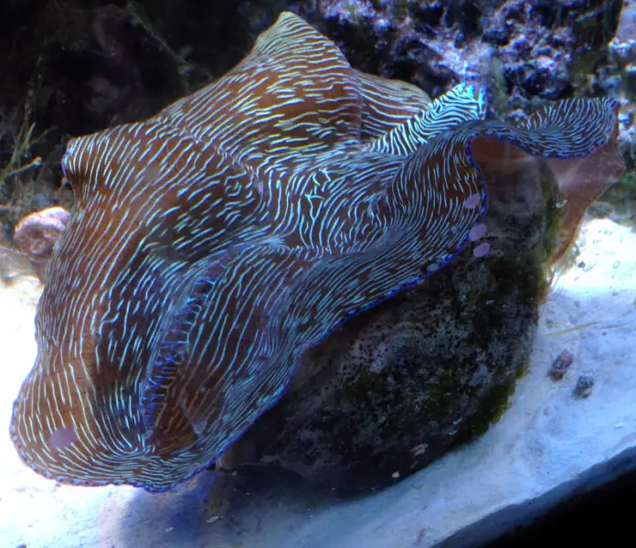 A tridacna derasa clam in a reef aquarium.