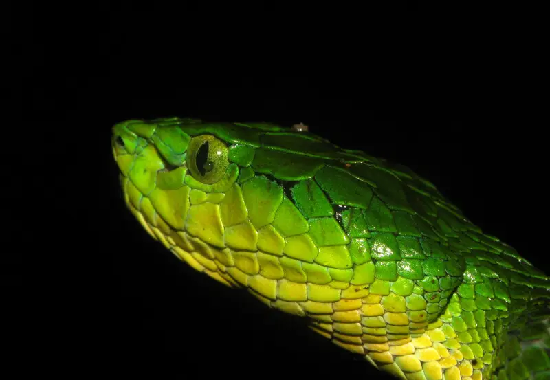 Trimeresurus macrolepis - Facts, Diet, Habitat & Pictures on Animalia.bio