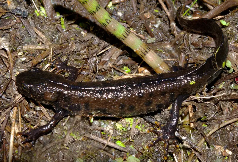 Northern crested newt - Facts, Diet, Habitat & Pictures on Animalia.bio