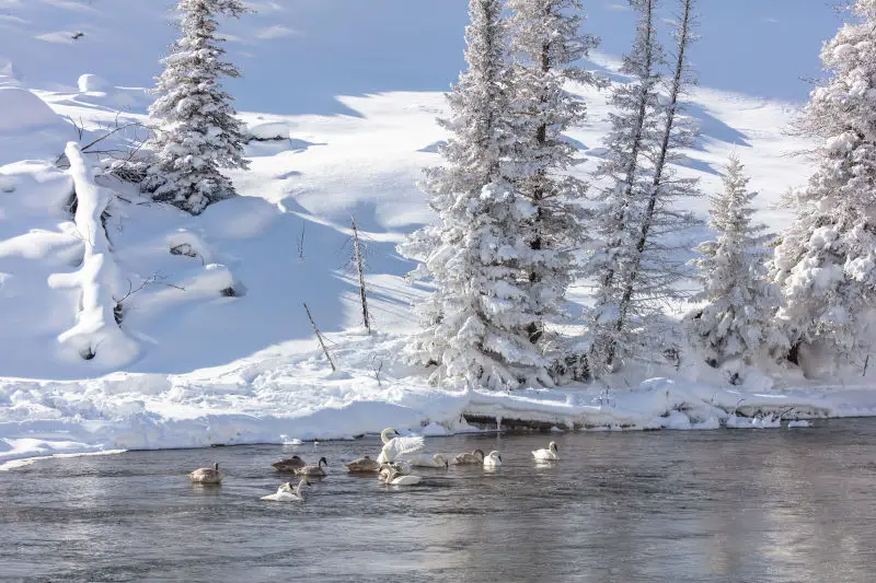 Trumpeter Swans on the Madison River