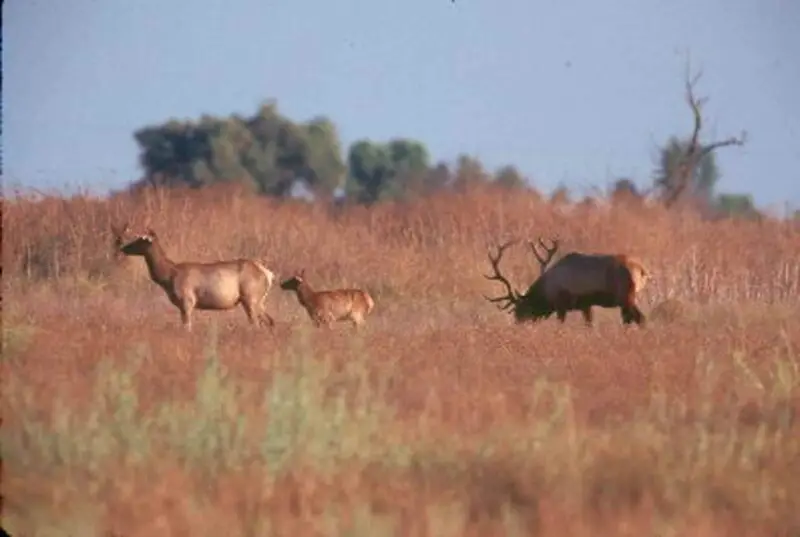 Image title: Tule elk, Cervus canadensis nannodes, cow, calf, and bull. ("Tule elk bull cow and calf cervus nannodes") from Public Domain Images
