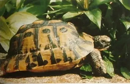 Tunisian tortoise