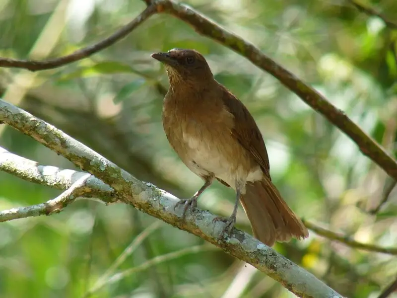 A Black-billed Thrush in Manizales, Caldas, Colombia. The nominate subspecies is found in this range.