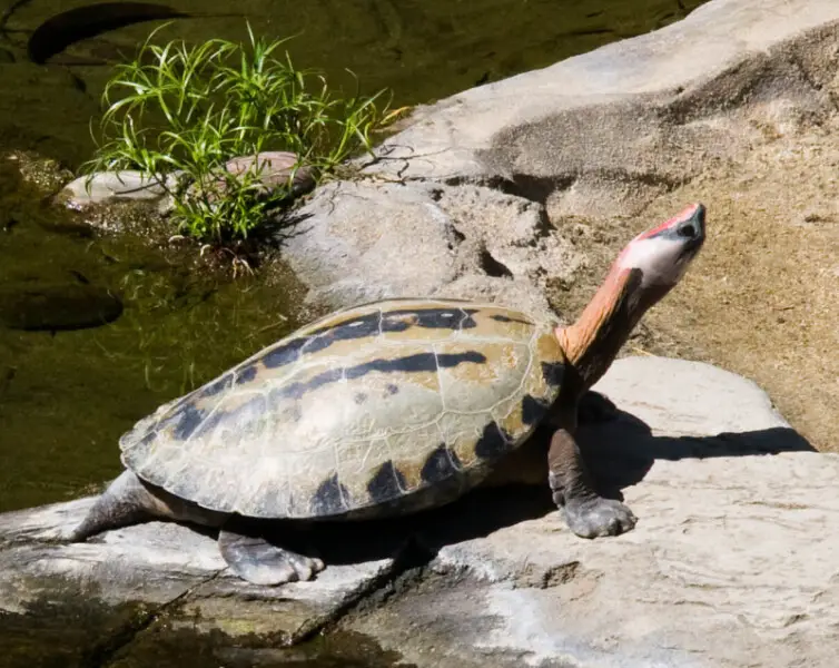 Turtle in San Diego Zoo. Species = Callagur borneoensis, male -B kimmel (talk) 16:48, 3 January 2012 (UTC)