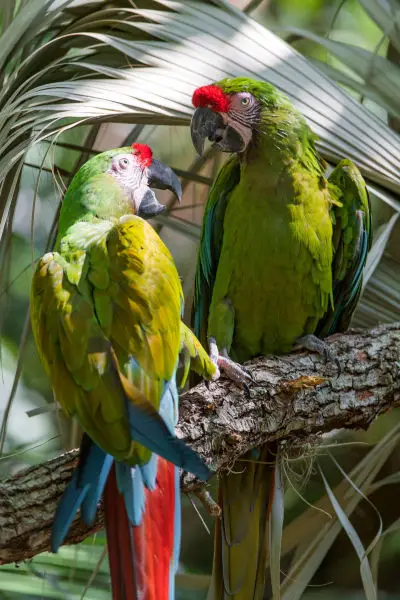 Two great green macaws again