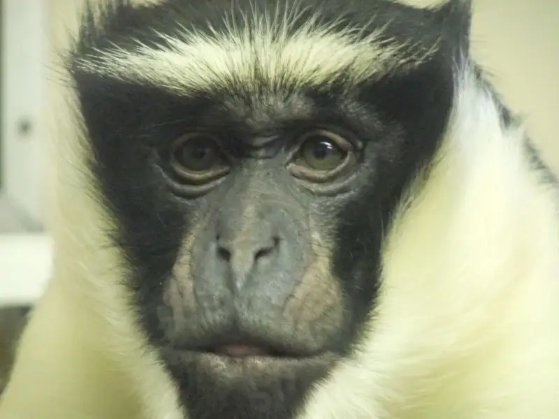 Twycross Zoo - Roloway Monkey