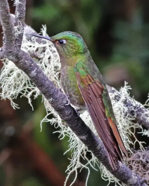 Tyrian Metaltail perched on a branch in Yanacocha Reserve, Ecuador