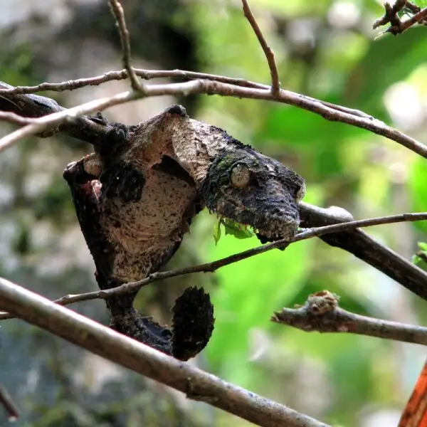 Plattschwanzgecko (Uroplatus sp.) im Ranomafana National Park (Madagaskar). Tags?ber verharrt er regungslos in dieser Stellung.