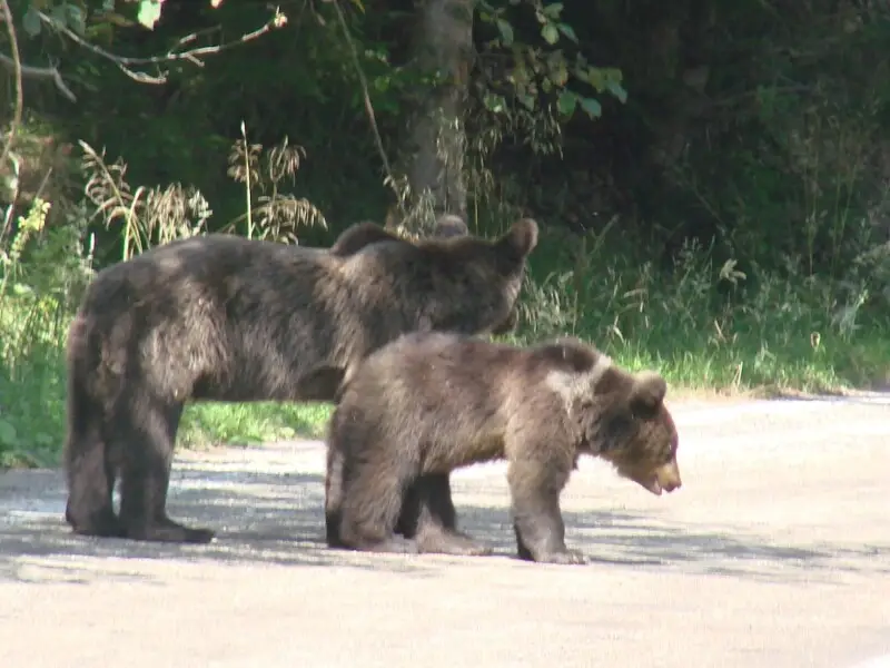 Brown bears (Ursus arctos) on the Transf?g?r??an route, in F?g?ra? Mountains.