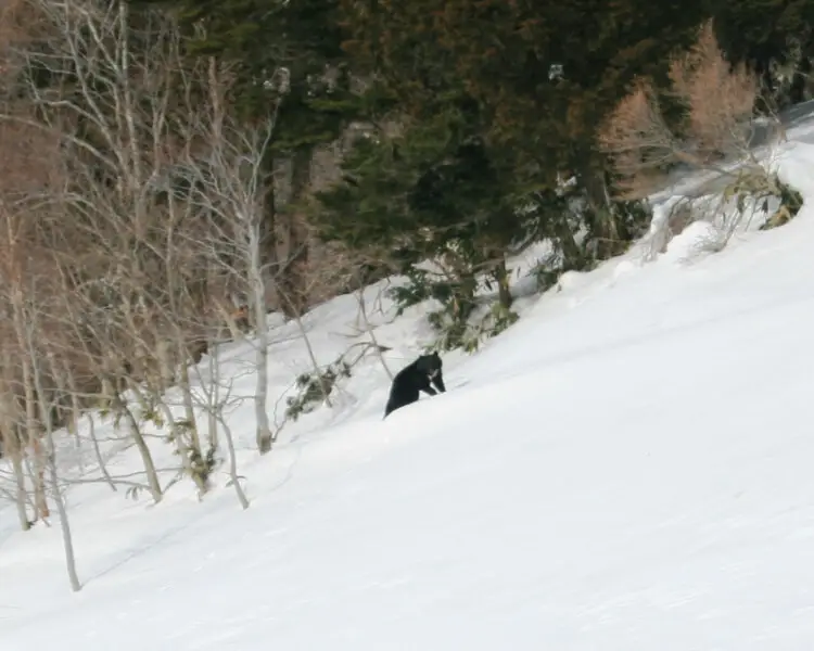 Ursus thibetanus (Asian black bear) in Mount Kurai ,Japan.