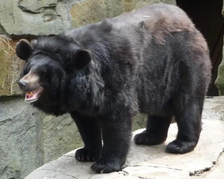 Ussuri Black Bear in Kaliningrad Zoo