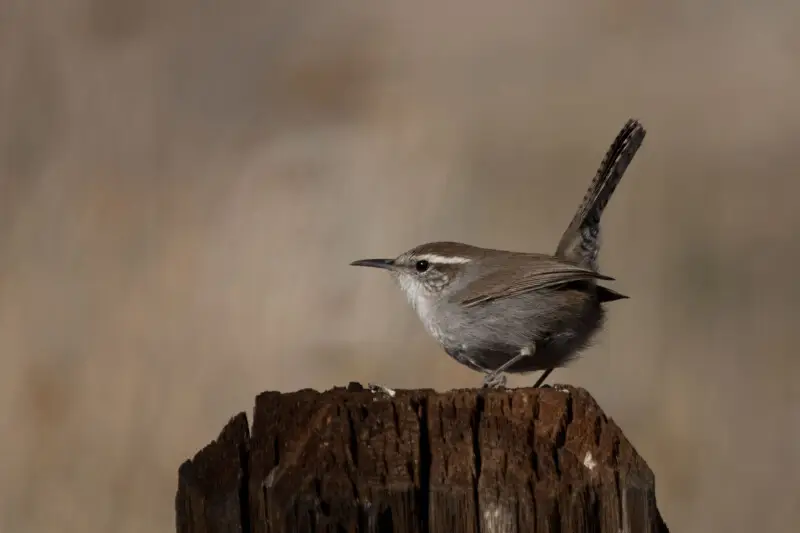 Bewick's Wren

You are free to use this image with the following photo credit: Peter Pearsall/U.S. Fish and Wildlife Service