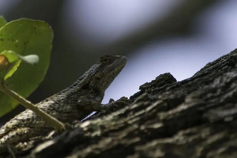 Texas Spiny Lizard photo