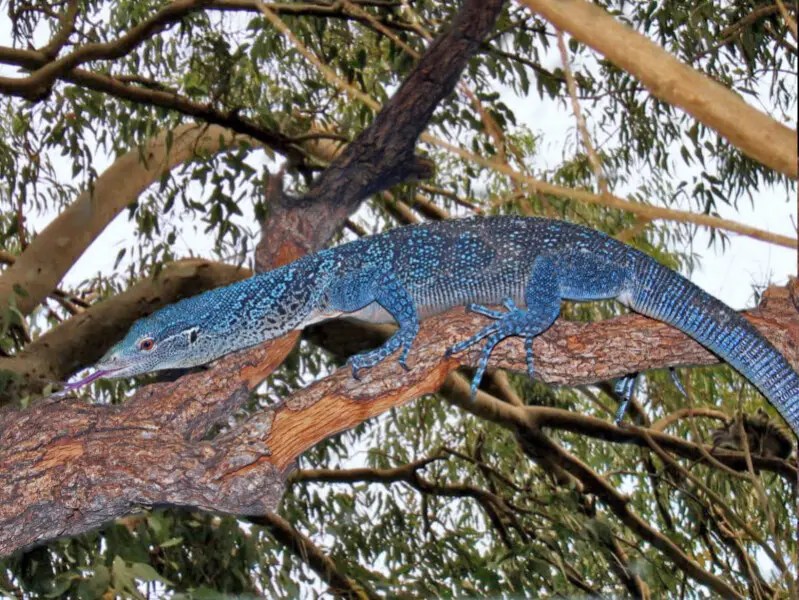Varanus macraei, the blue-spotted tree monitor