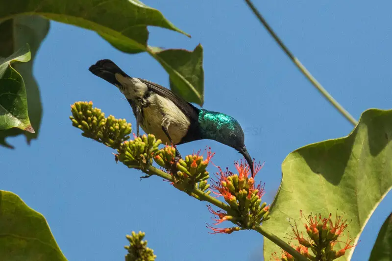 Variable Sunbird - Gambia 17_CD5A2946