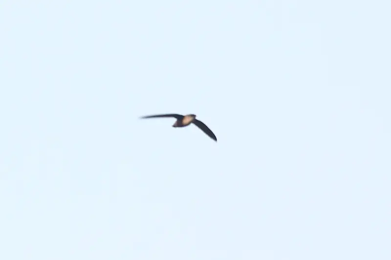 Vaux's Swift (Chaetura vauxi)