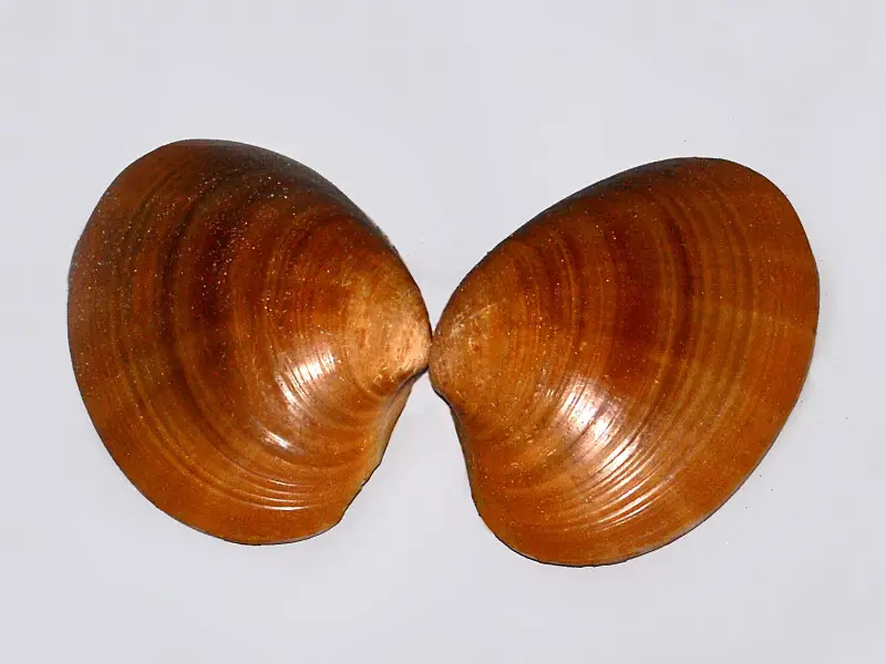 Valves of Callista chione