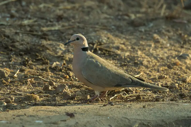 Vinaceous Dove - Gambia 17_CD5A1230