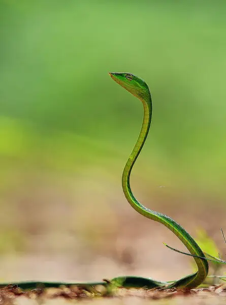 Long-Nosed Whip Snake photo