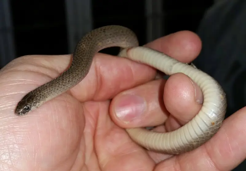 Smooth earth snake, Virginia valeriae valeriae. SERC, Edgewater, Anne Arundel County, MD - 03/12/15. This is the first record of this species at SERC and was found by happenstance by the grounds crew in a pile of leaf litter. Photo by Robert Aguilar, Smit