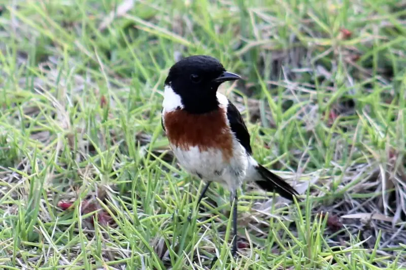 Vogel in Antananarivo