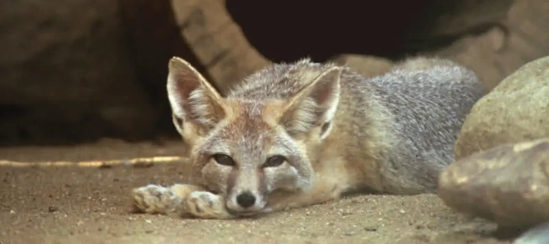 San Joaquin kit fox