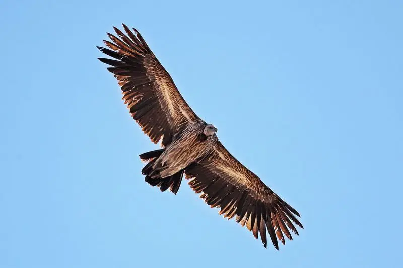 Himalayan Vulture photo