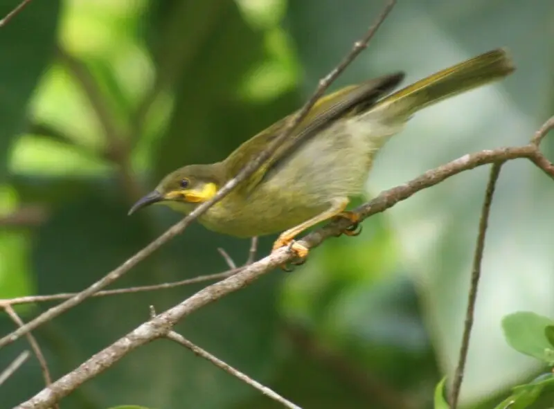 This Wattled Honeyeater is of the Samoan and Tongan subspecies that actually has prominent wattles (unlike the Fijian subspecies). It was a noisy and common species on 'Eua and Fafa, less common on Tongatapu. This bird was photographed in 'Eua, Tonga.Watt