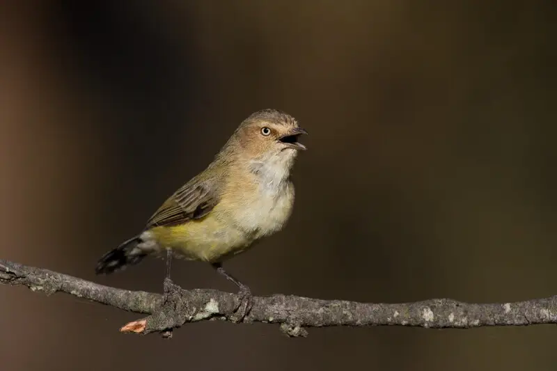 Weebill - Facts, Diet, Habitat & Pictures on Animalia.bio