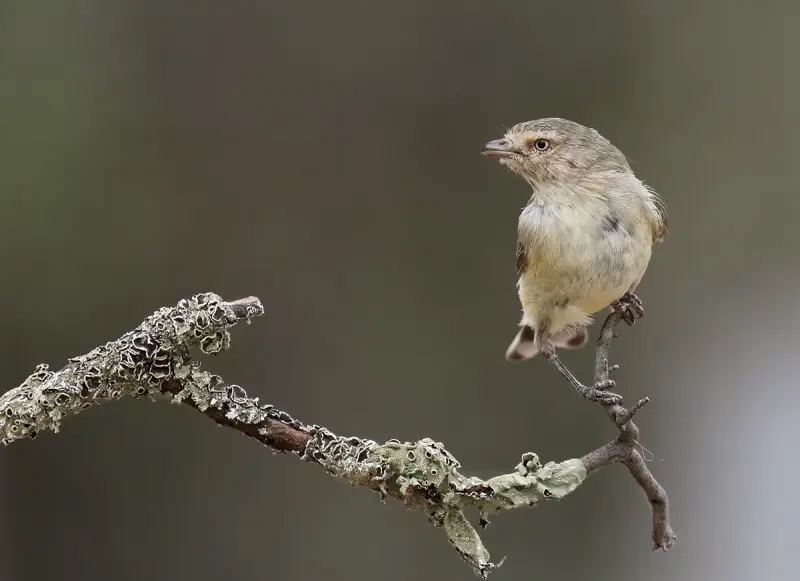 Weebill - Facts, Diet, Habitat & Pictures on Animalia.bio