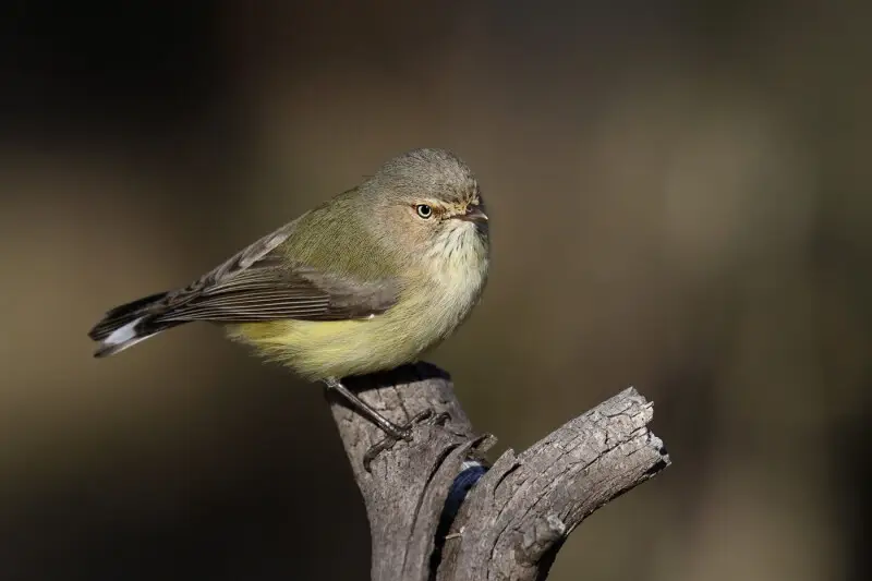 Weebill - Facts, Diet, Habitat & Pictures on Animalia.bio