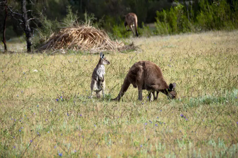 western grey kangaroo Macropus fuliginosus melanops