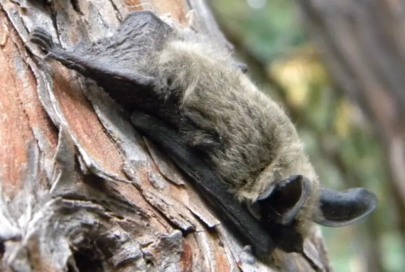 Silver-haired Bat: Lasionycterus noctivagans
