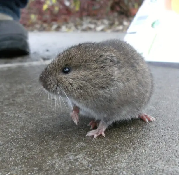 Photograph uploaded to Flickr, labeled as Western red-backed vole.  "Seen at Jackson Bottom Wetlands Preserve"