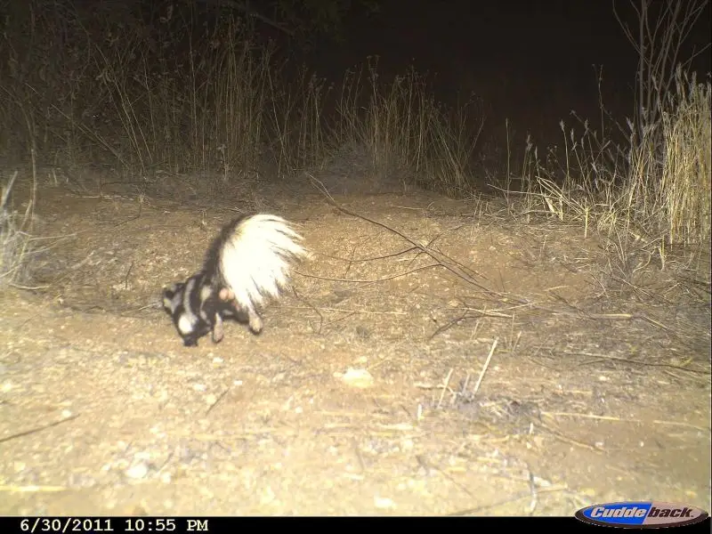Western spotted skunk (Spilogale gracilis)