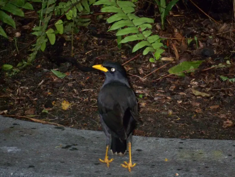 The Javan Myna (Acridotheres javanicus), also known as the White-vented Myna and the Buffalo Myna in Singapore Botanical Gardens.