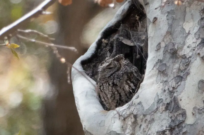 Whiskered Screech-Owl | V&R | South Fork | Portal | AZ|2019-04-15|10-35-10