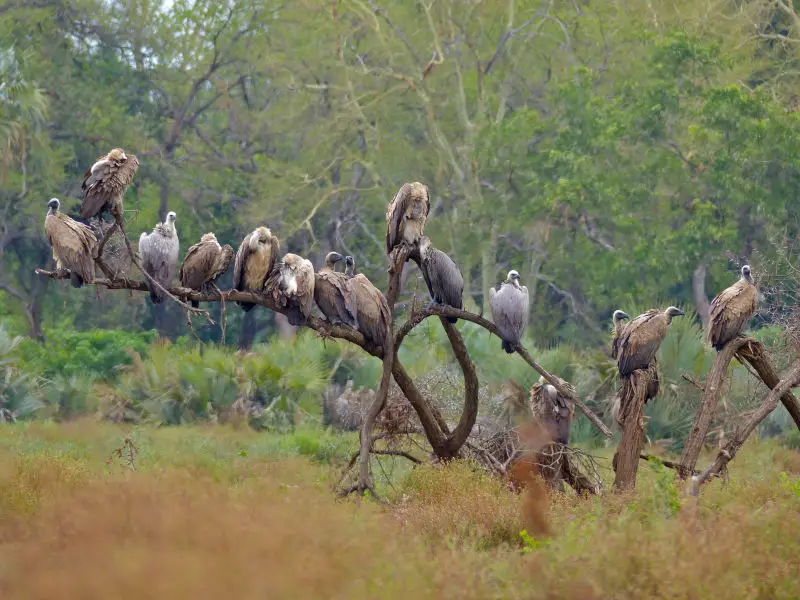White-backed Vultures (Gyps africanus)