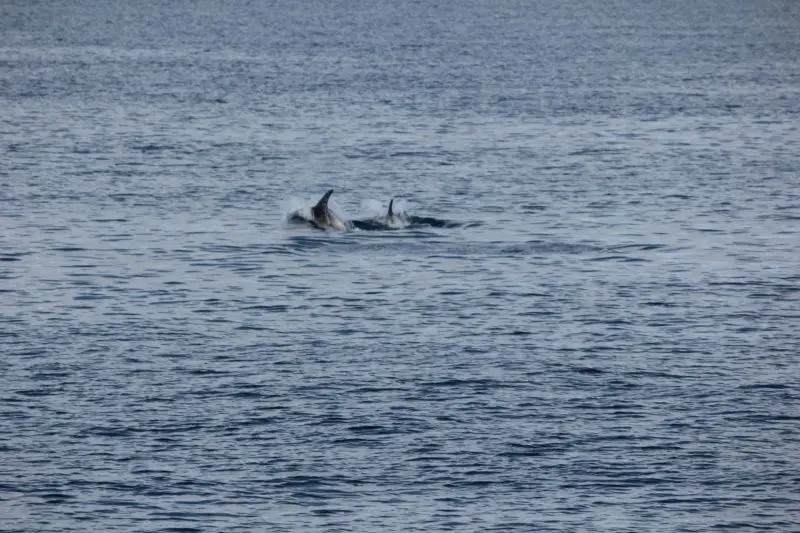 White-beaked dolphins / Weissschnauzendelphin