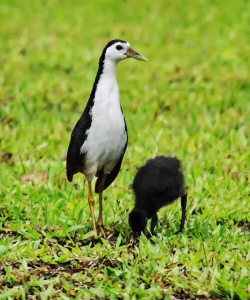 White-breasted Waterhen (Amaurornis phoenicurus) at Lor Halus Wetland, Singapore