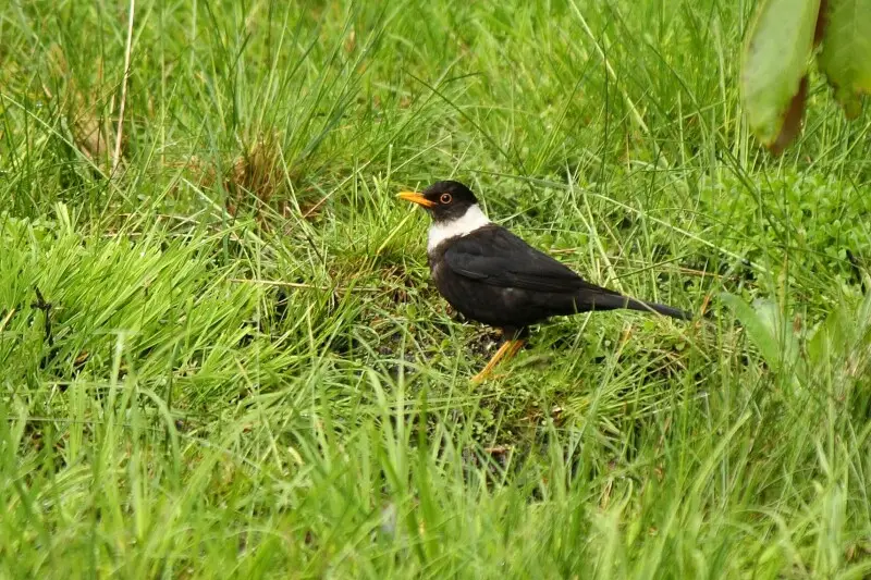 Saw this white-collared blackbird near madhuri lake (local name different; this is popular name of this place).