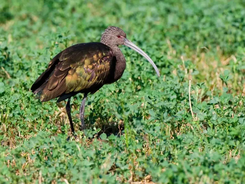 White-faced Ibis (Plegadis chihi) in non-breeding plumage. During breeding season they will have a white border at the base of their bill that surrounds the eye and red legs. Taken in a field next to the Pixley National Wildlife Refuge in the San Joaquin 