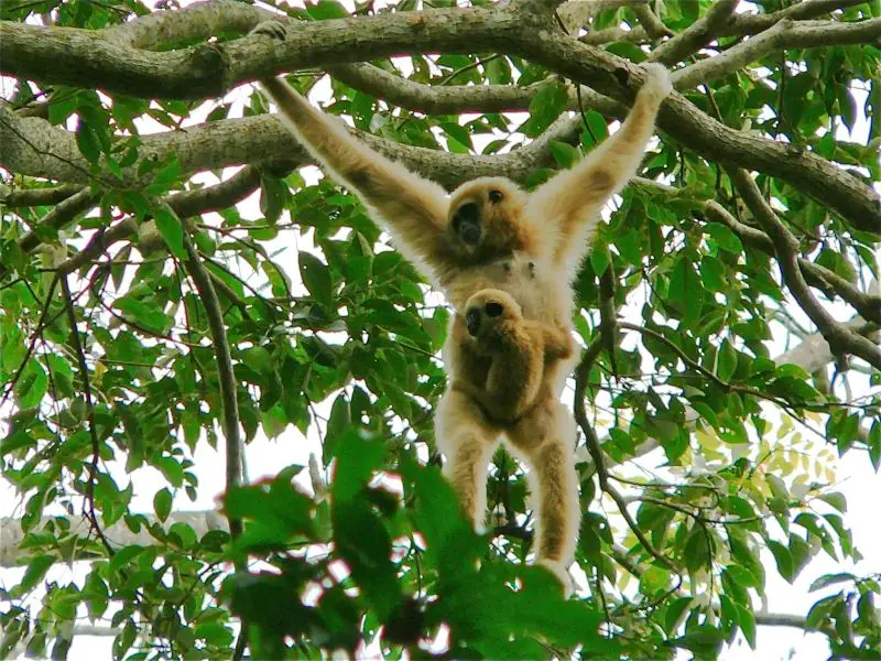 White-handed Gibbon (Hylobates lar) female with baby