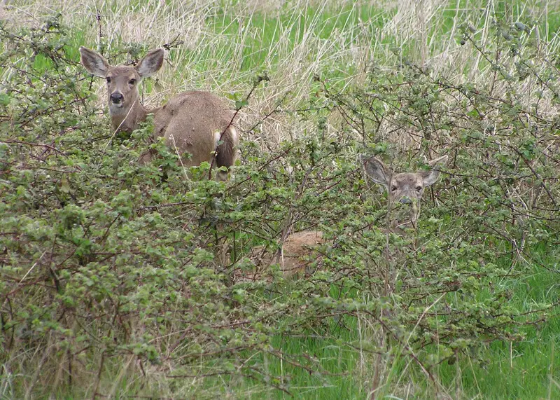 In the early 1900s, biologists believed Columbian white-tailed deer had disappeared from the western valleys of Oregon, victims of agricultural and residential development. But enough survived that, today, there are two self-sustaining populations?one in 