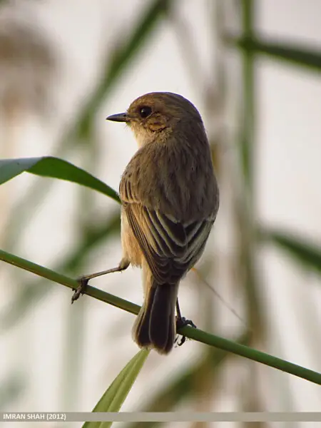 White-tailed Stonechat - Facts, Diet, Habitat & Pictures On Animalia.bio